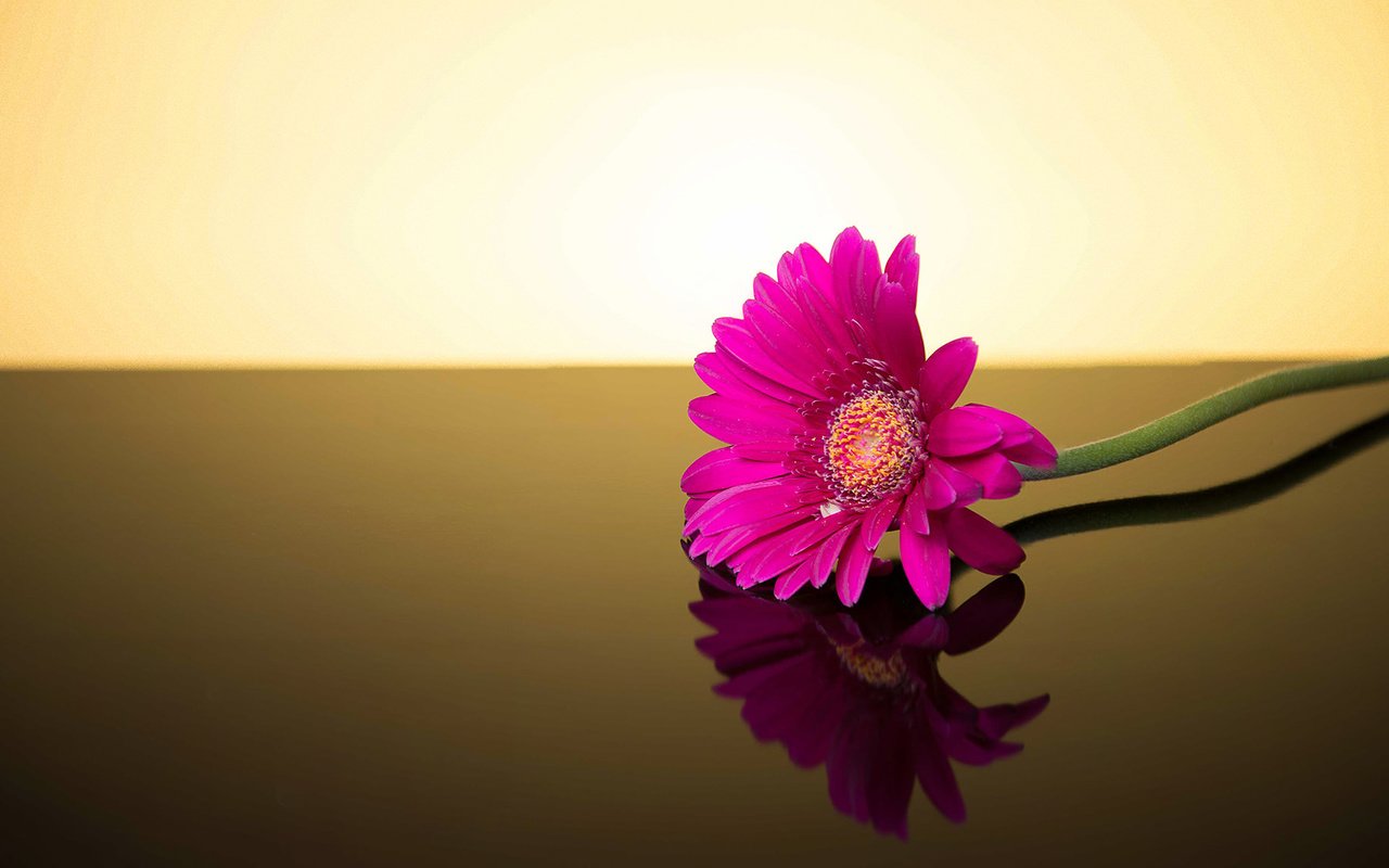 Обои фон, цветок, гербера, background, flower, gerbera разрешение 2048x1135 Загрузить