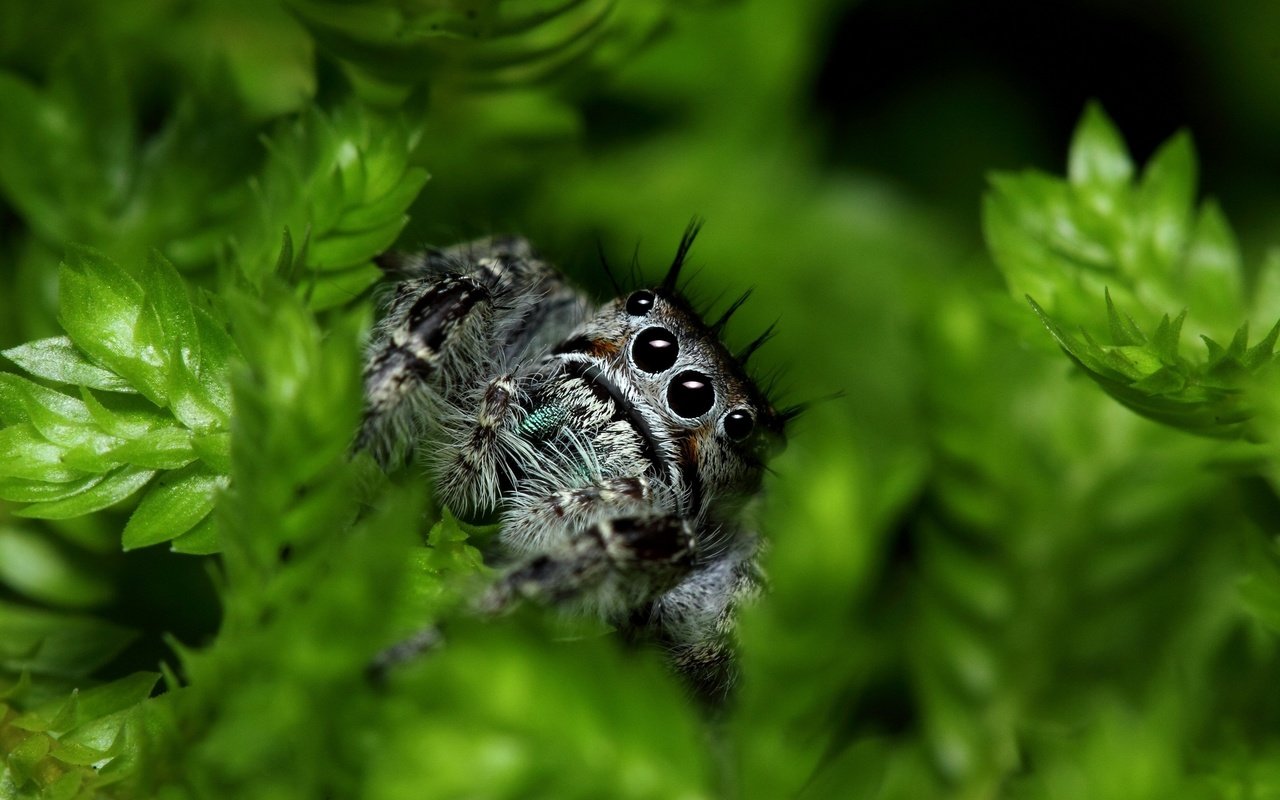 Обои глаза, листья, паук, лапки, растительность, jumping spider, eyes, leaves, spider, legs, vegetation разрешение 2880x1896 Загрузить