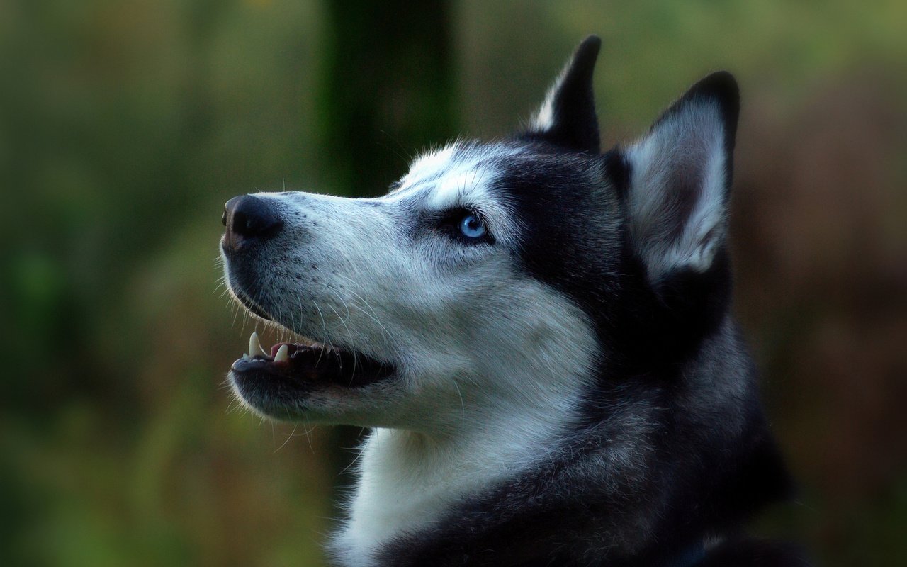 Обои портрет, собака, профиль, сибирский хаски, portrait, dog, profile, siberian husky разрешение 1920x1200 Загрузить