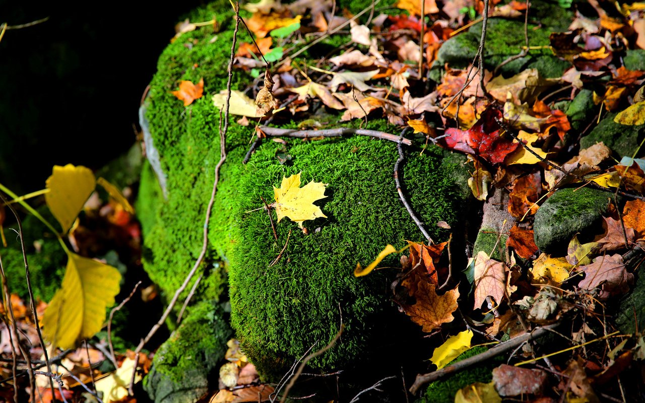 Обои природа, листья, ветки, осень, камень, мох, осенние листья, nature, leaves, branches, autumn, stone, moss, autumn leaves разрешение 2048x1365 Загрузить