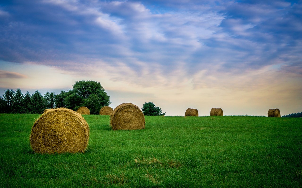 Обои небо, трава, облака, поле, сено, тюки, фермы, рулоны, the sky, grass, clouds, field, hay, bales, farm, rolls разрешение 2048x1365 Загрузить