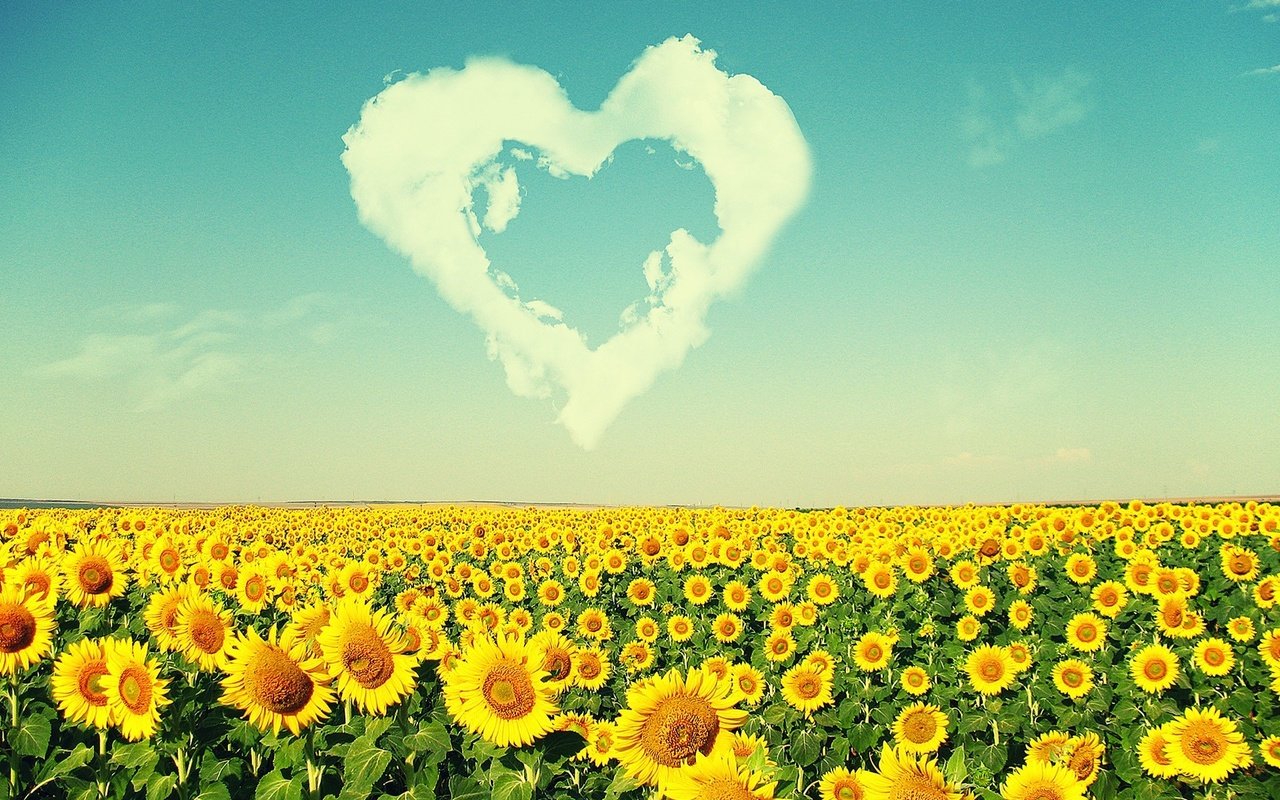 Обои облака, пейзаж, поле, лето, сердце, подсолнухи, clouds, landscape, field, summer, heart, sunflowers разрешение 1920x1200 Загрузить