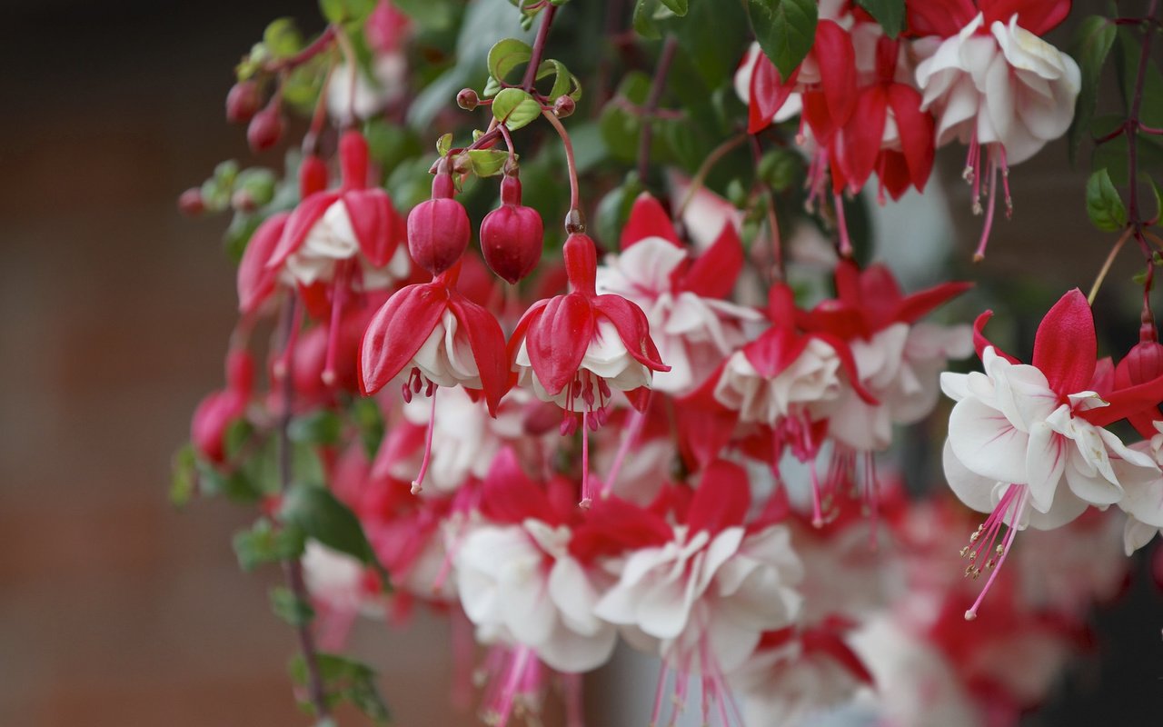 Обои цветы, бутоны, макро, ветки, фуксия, flowers, buds, macro, branches, fuchsia разрешение 2048x1365 Загрузить