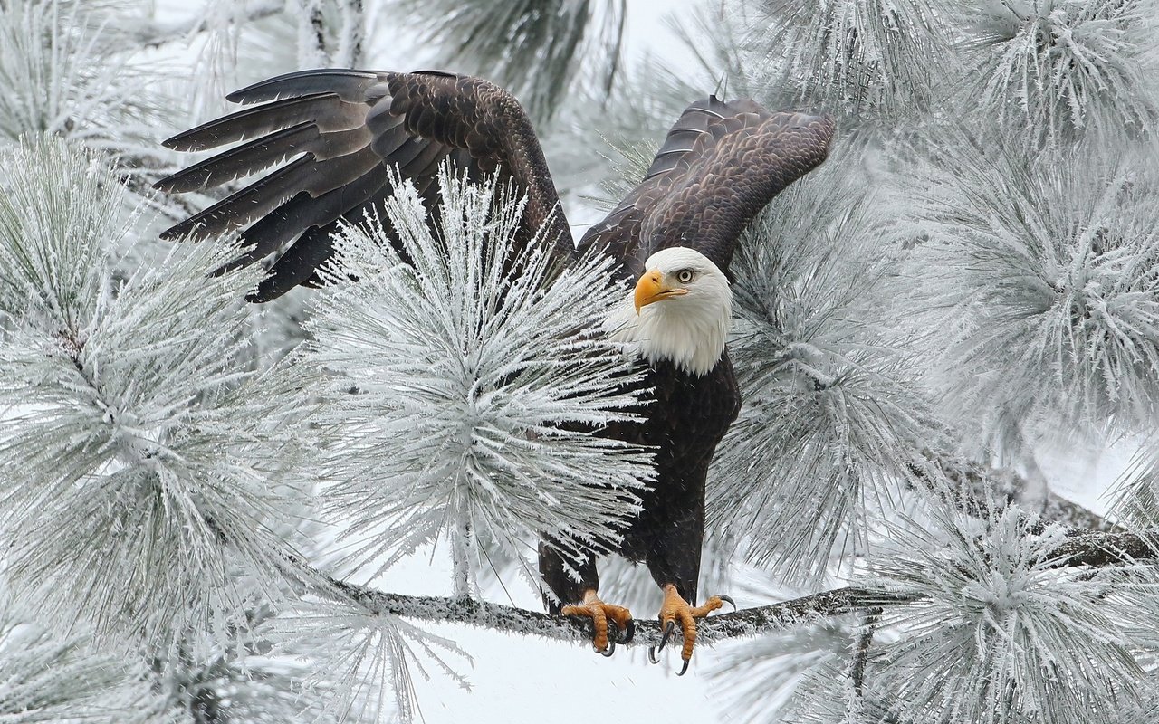 Обои ветка, зима, птица, орлан, ястреб, белоголовый, branch, winter, bird, orlan, hawk, bald разрешение 1920x1200 Загрузить