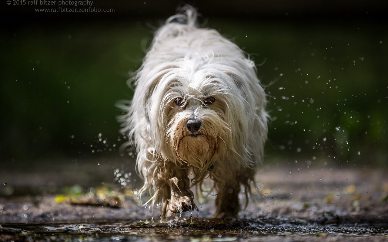 Обои вода, собака, брызги, бег, гаванский бишон, бишон, ralf bitzer, water, dog, squirt, running, the havanese, bichon разрешение 2048x1365 Загрузить