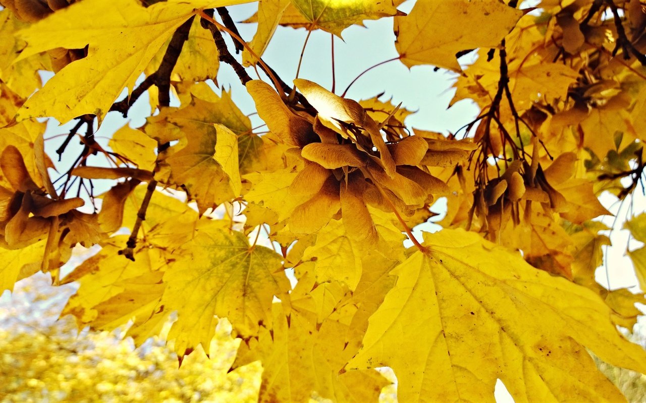 Обои природа, листья, осень, nature, leaves, autumn разрешение 3072x1728 Загрузить