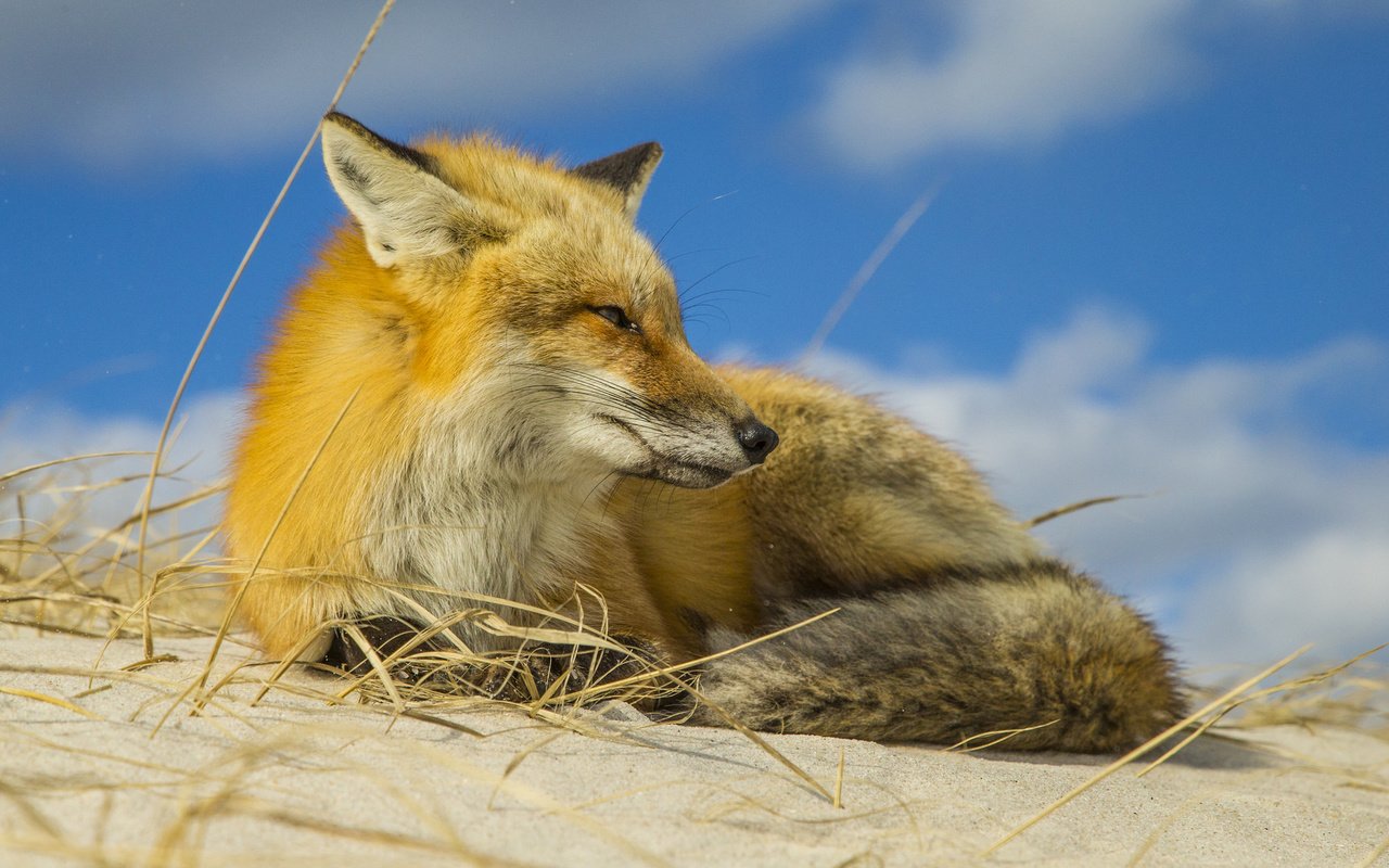 Обои лиса, животное, fox, animal разрешение 1920x1200 Загрузить