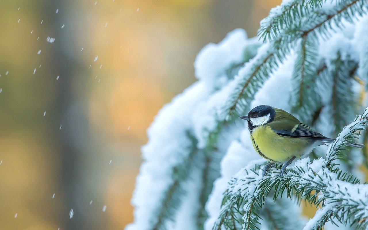 Обои снег, дерево, зима, птица, ель, синица, еловая ветка, snow, tree, winter, bird, spruce, tit, spruce branch разрешение 1920x1170 Загрузить