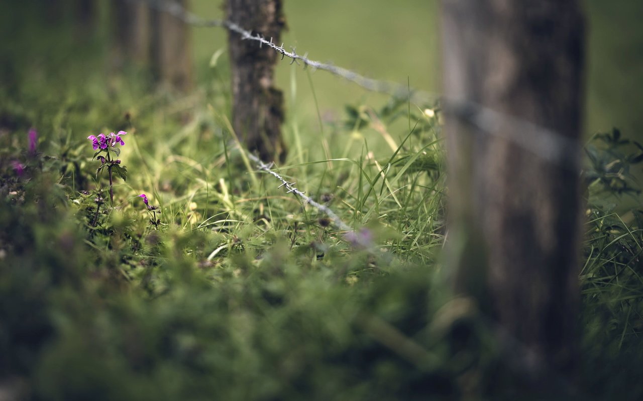 Обои трава, лето, проволока, забор, grass, summer, wire, the fence разрешение 2048x1365 Загрузить