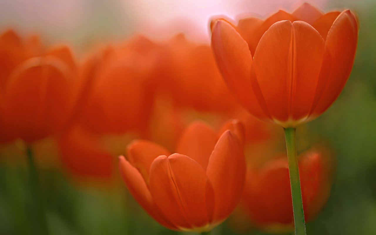 Обои макро, тюльпаны, боке, macro, tulips, bokeh разрешение 2048x1365 Загрузить