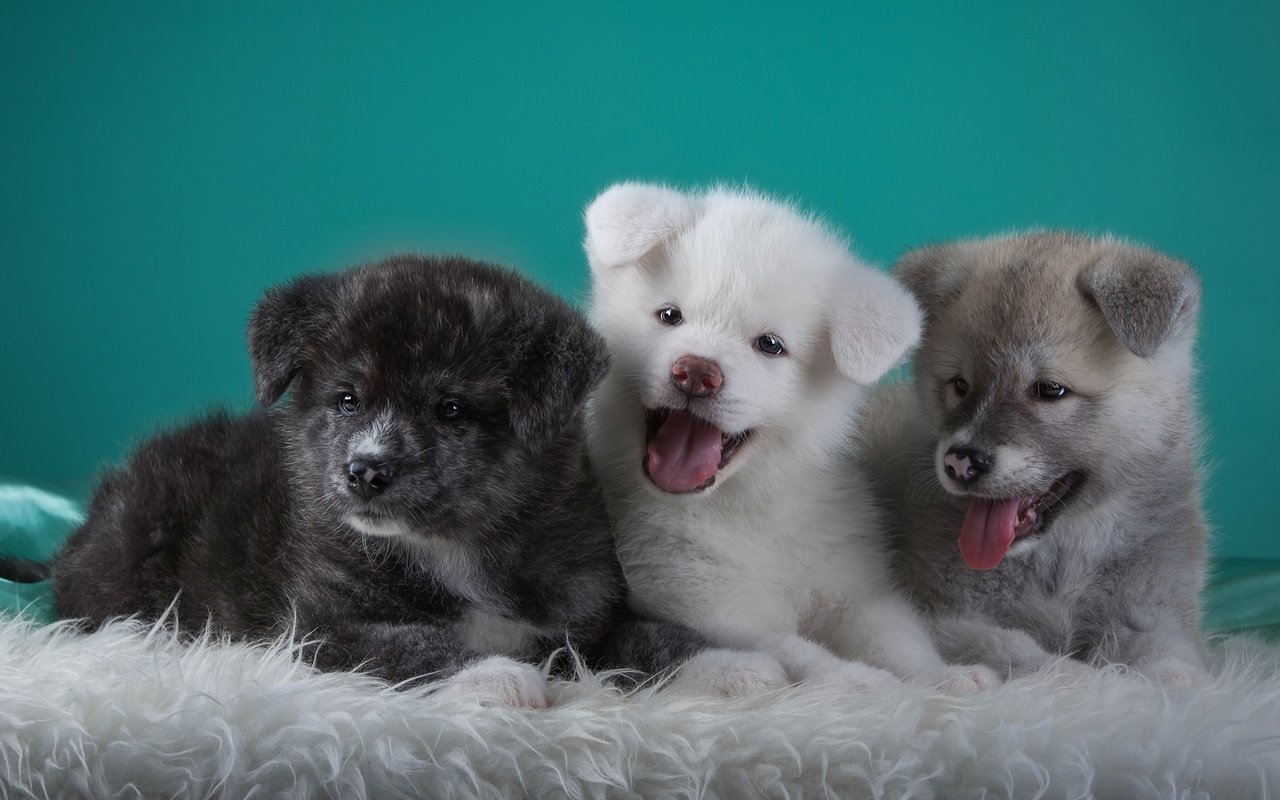 Обои щенки, забавные, трио, языки, японская акита, puppies, funny, trio, languages, japanese akita разрешение 3000x1865 Загрузить