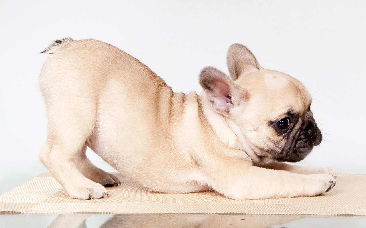 Обои поза, щенок, французский бульдог, pose, puppy, french bulldog разрешение 3000x1804 Загрузить