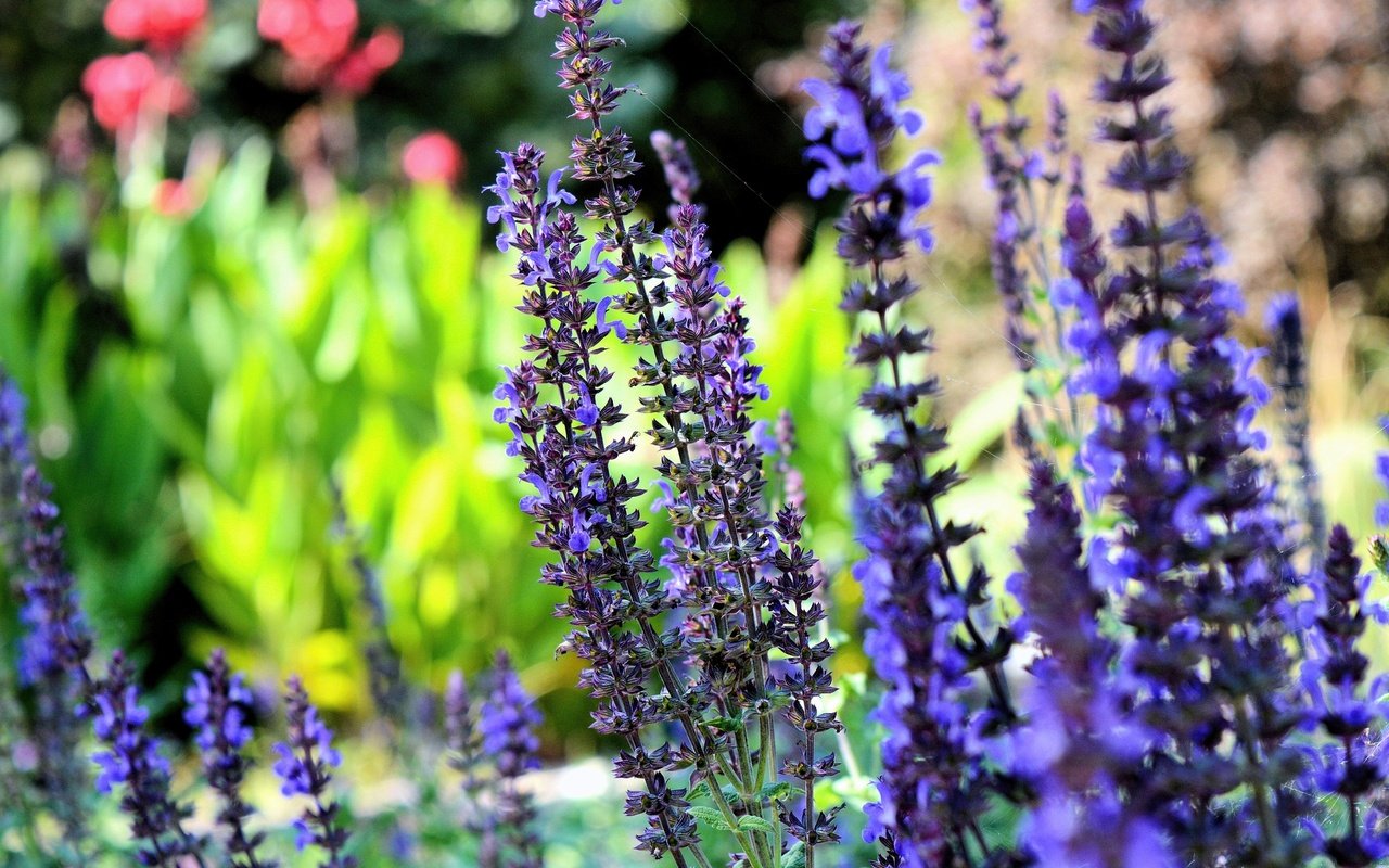 Обои цветы, лаванда, сад, синие, flowers, lavender, garden, blue разрешение 1920x1276 Загрузить