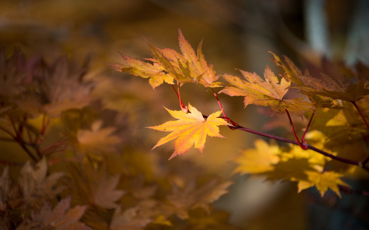 Обои природа, листья, осень, nature, leaves, autumn разрешение 2048x1367 Загрузить