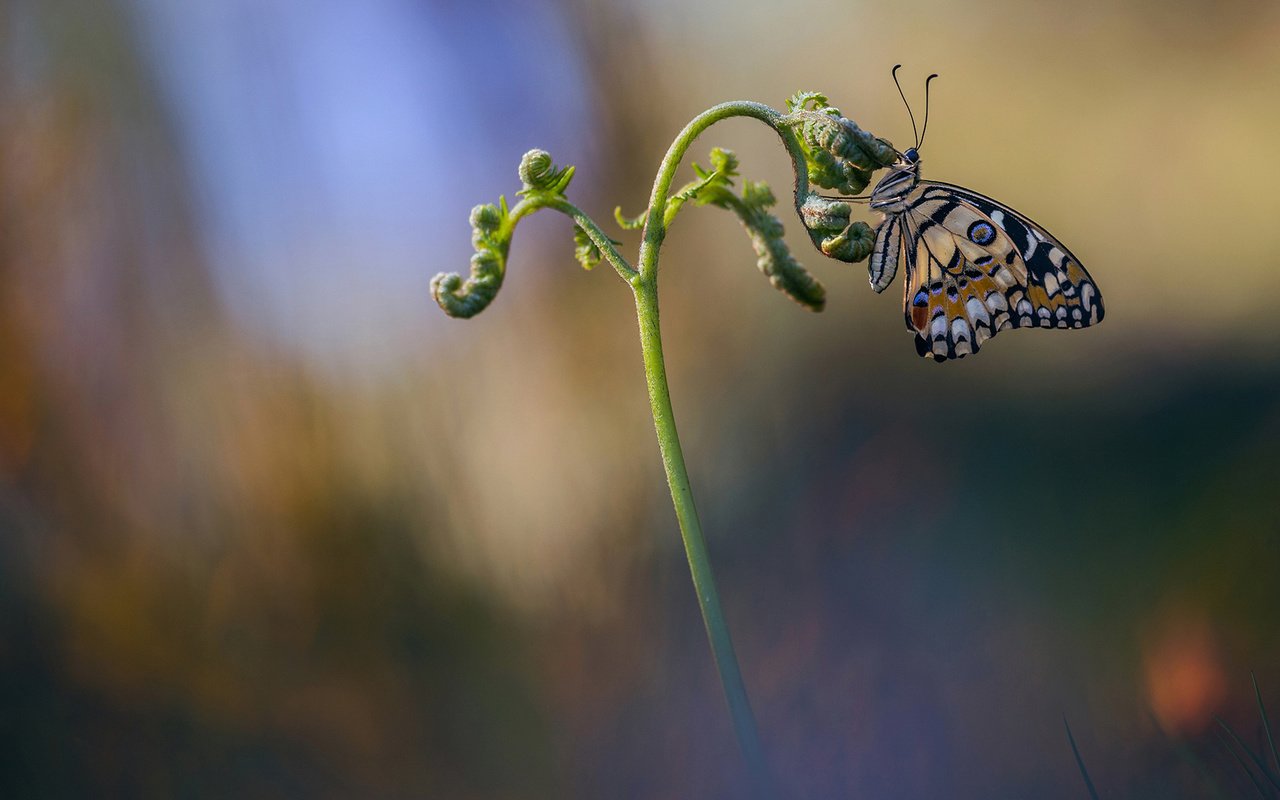 Обои макро, насекомое, бабочка, крылья, размытость, растение, стебель, macro, insect, butterfly, wings, blur, plant, stem разрешение 2048x1152 Загрузить