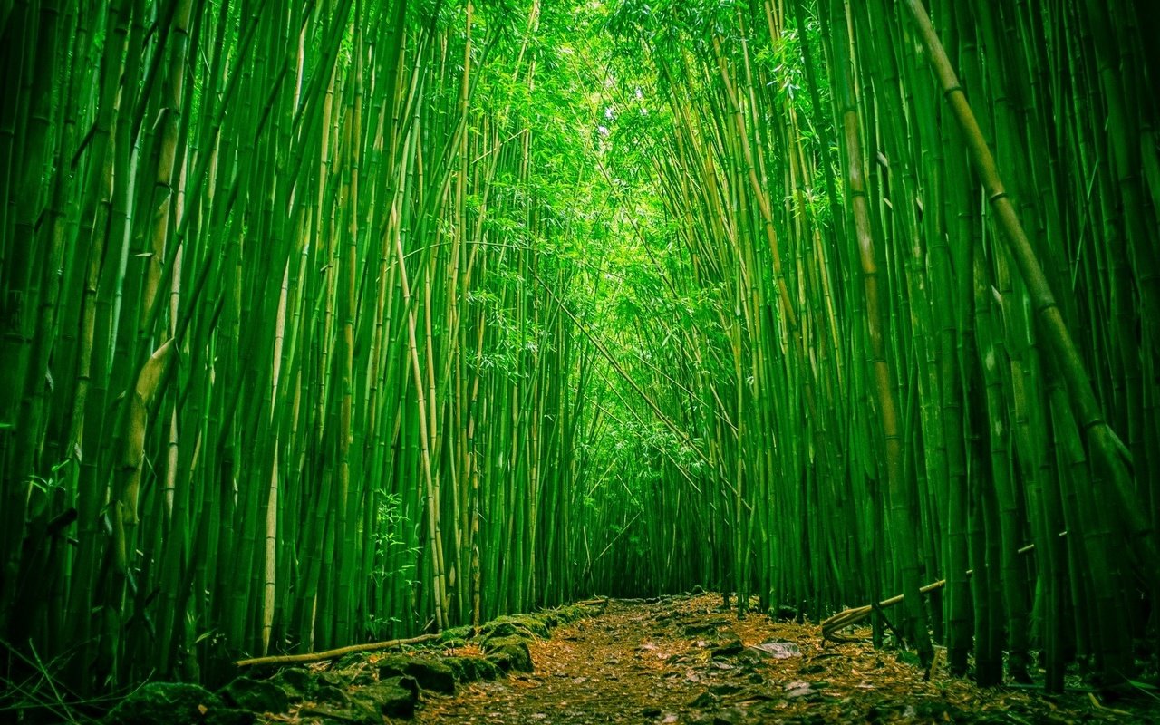 Обои природа, бамбук, бамбуковый лес, nature, bamboo, bamboo forest разрешение 1920x1080 Загрузить