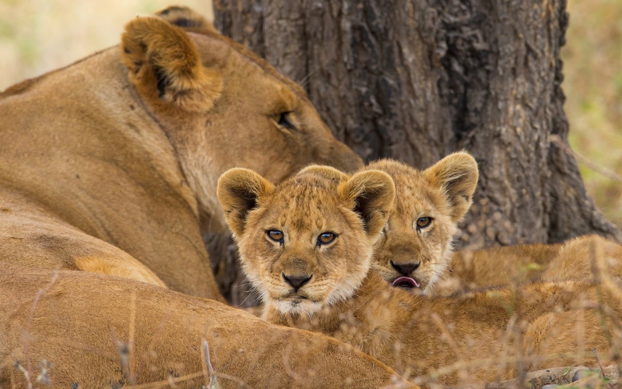 Обои львы, мама, малыши, львята, львица, lions, mom, kids, the cubs, lioness разрешение 1950x1250 Загрузить