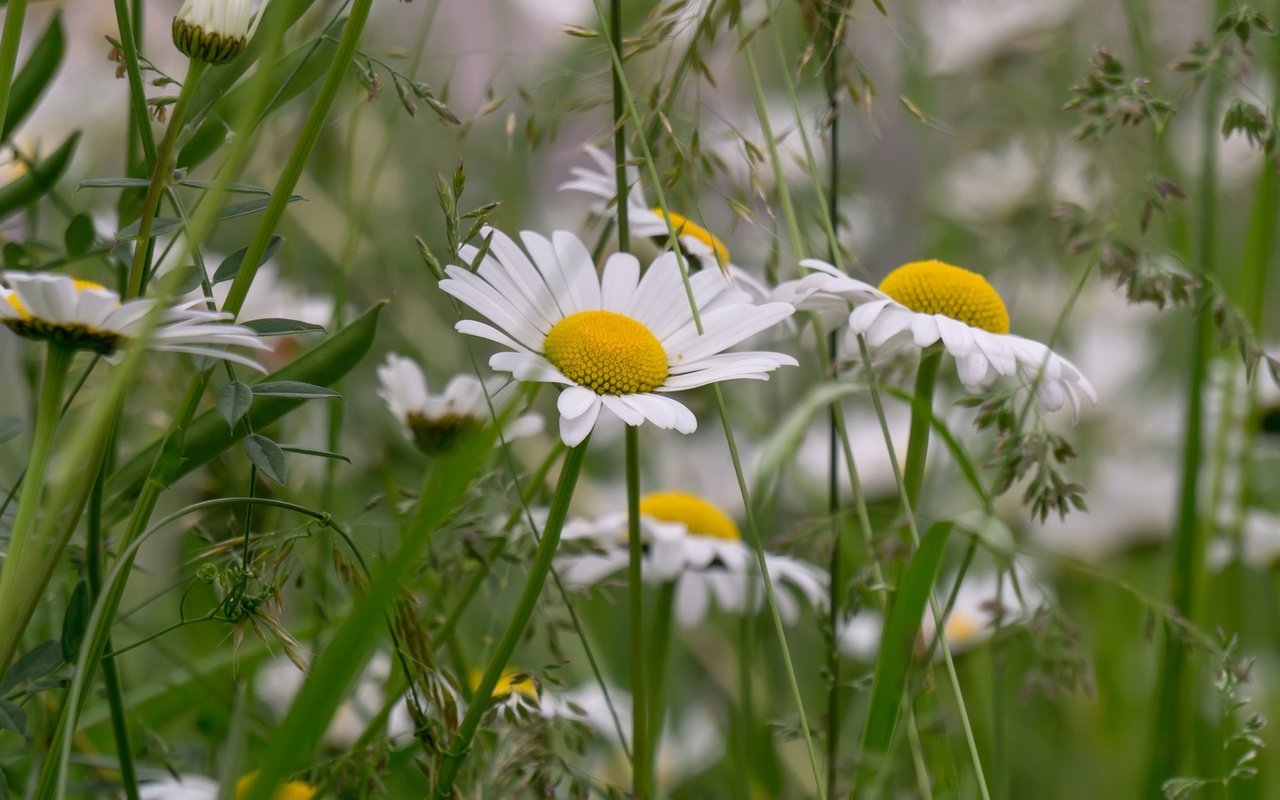 Обои трава, лето, луг, ромашки, grass, summer, meadow, chamomile разрешение 2400x1600 Загрузить