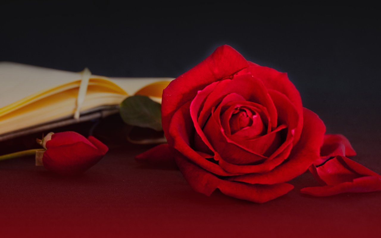 Обои цветы, бутоны, стиль, розы, лепестки, книга, страницы, flowers, buds, style, roses, petals, book, page разрешение 3231x1794 Загрузить