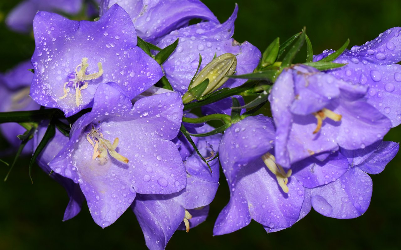 Обои макро, капли, колокольчики, macro, drops, bells разрешение 2048x1365 Загрузить