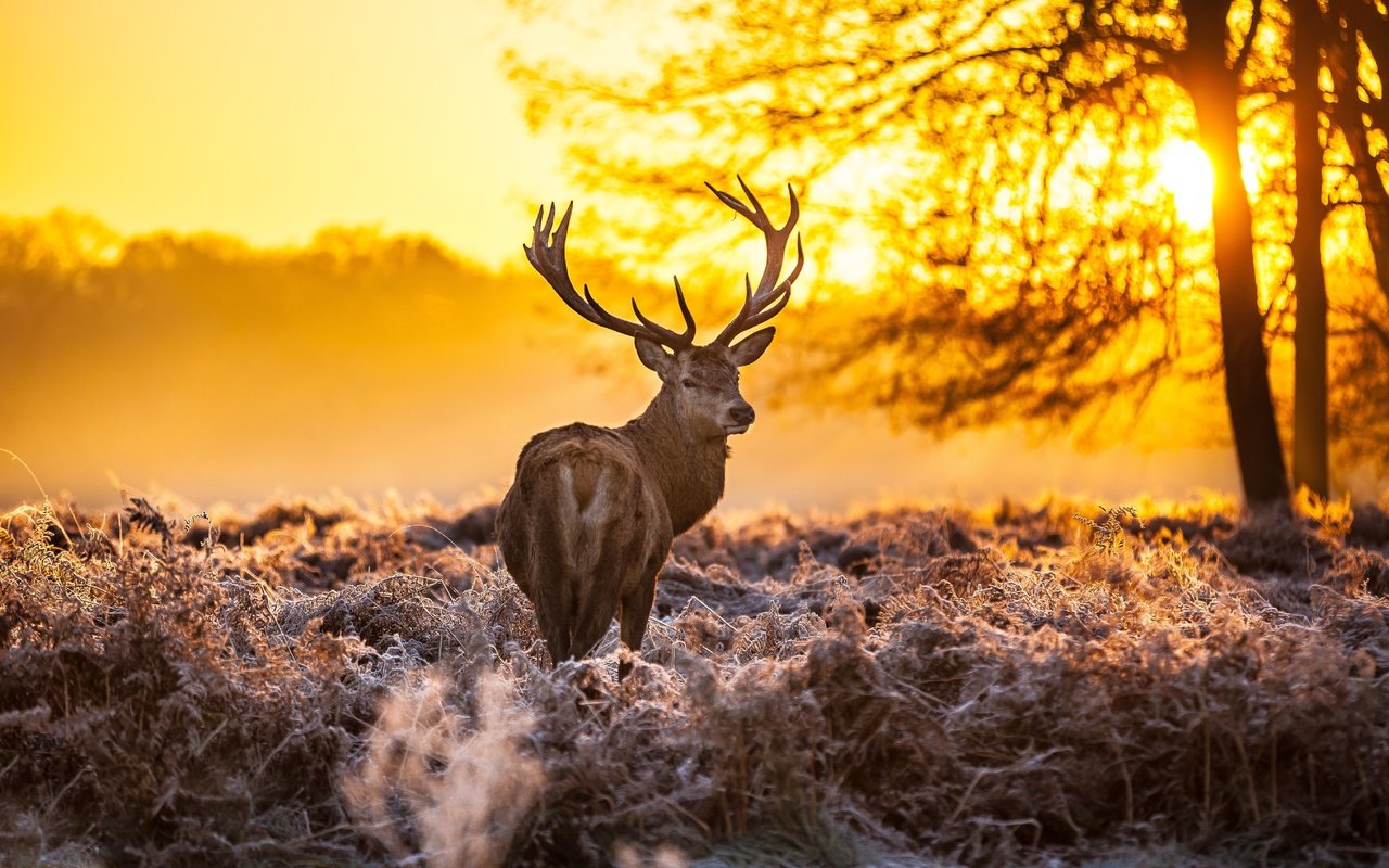 Обои лес, олень, закат, оленей, forest, deer, sunset разрешение 5416x3610 Загрузить