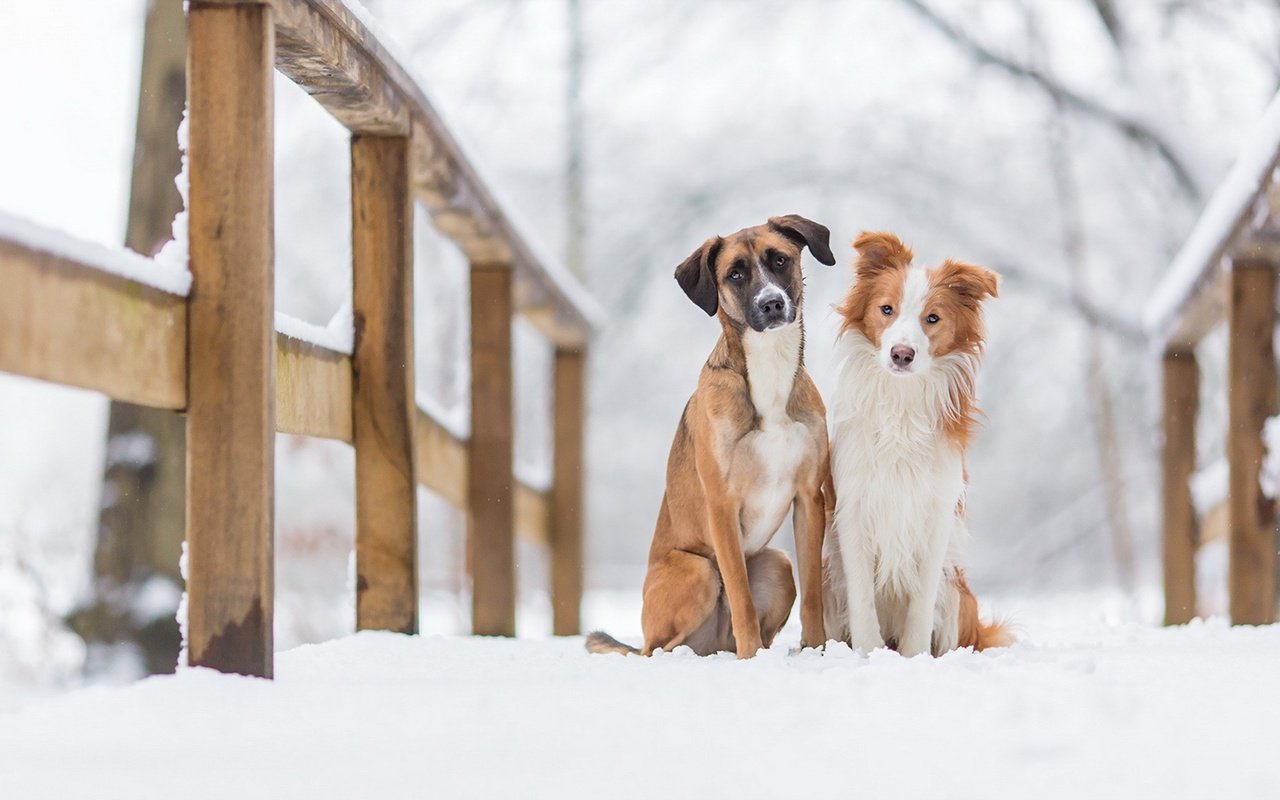 Обои снег, зима, животные, мост, друзья, собаки, snow, winter, animals, bridge, friends, dogs разрешение 1920x1160 Загрузить