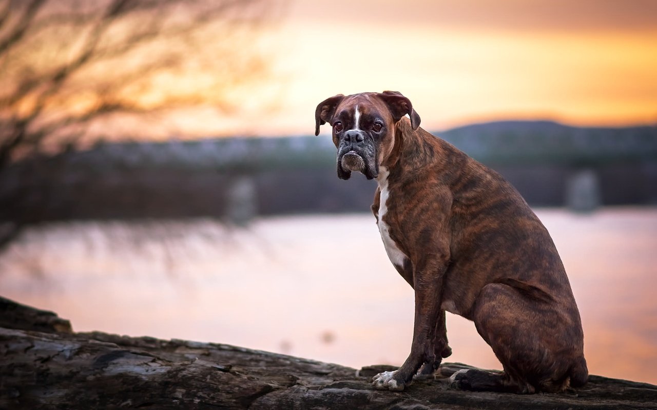 Обои взгляд, собака, друг, боксер, look, dog, each, boxer разрешение 2048x1365 Загрузить