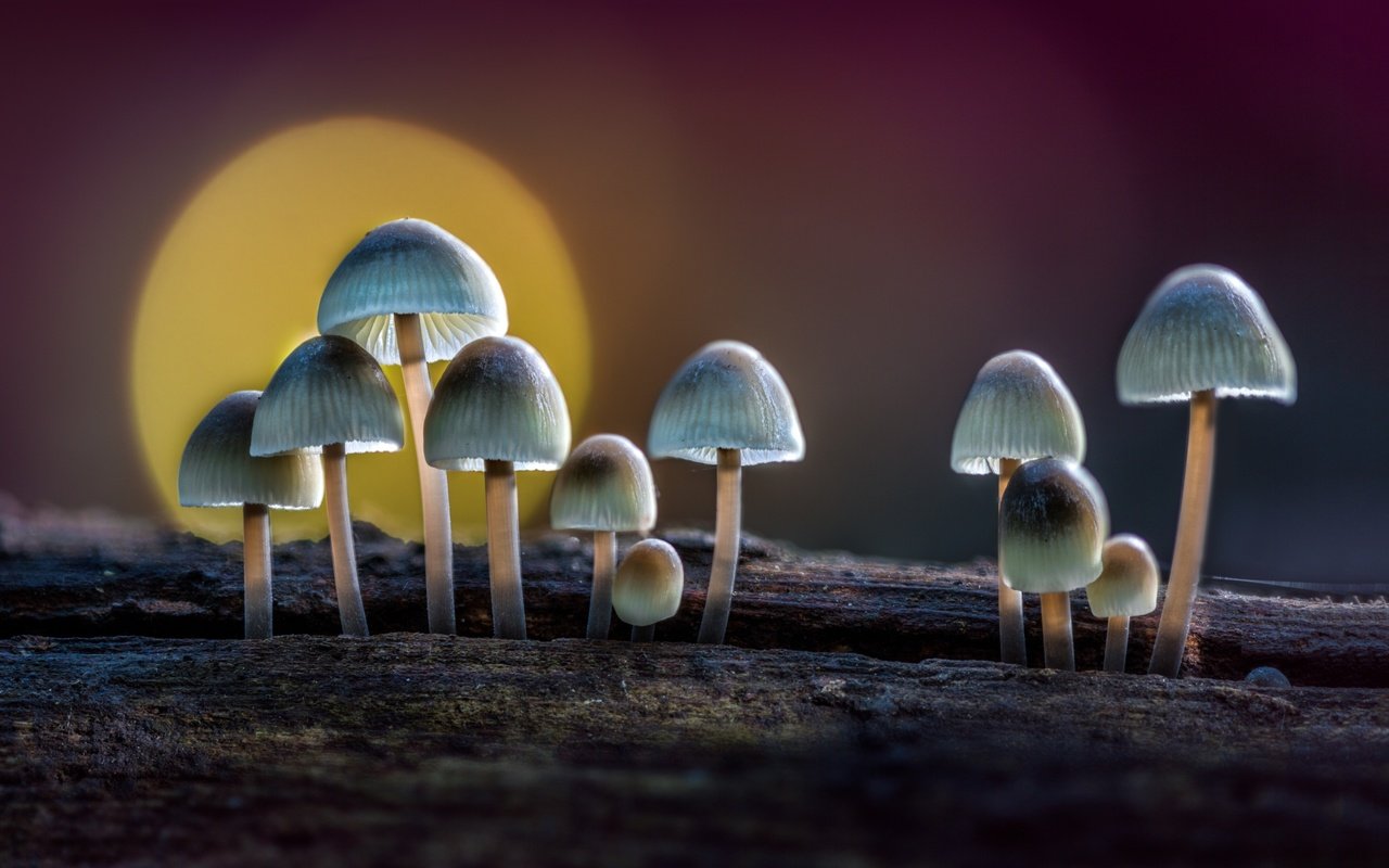 Обои солнце, природа, макро, грибы, бревно, поганки, sophiaspurgin, the sun, nature, macro, mushrooms, log, toadstool разрешение 3000x2000 Загрузить