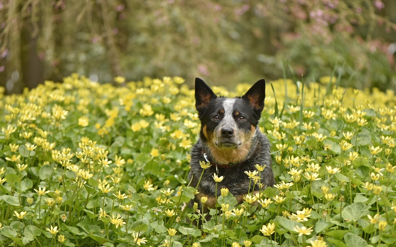 Обои цветы, мордочка, взгляд, собака, весна, друг, австралийская пастушья, flowers, muzzle, look, dog, spring, each, australian cattle разрешение 2048x1365 Загрузить