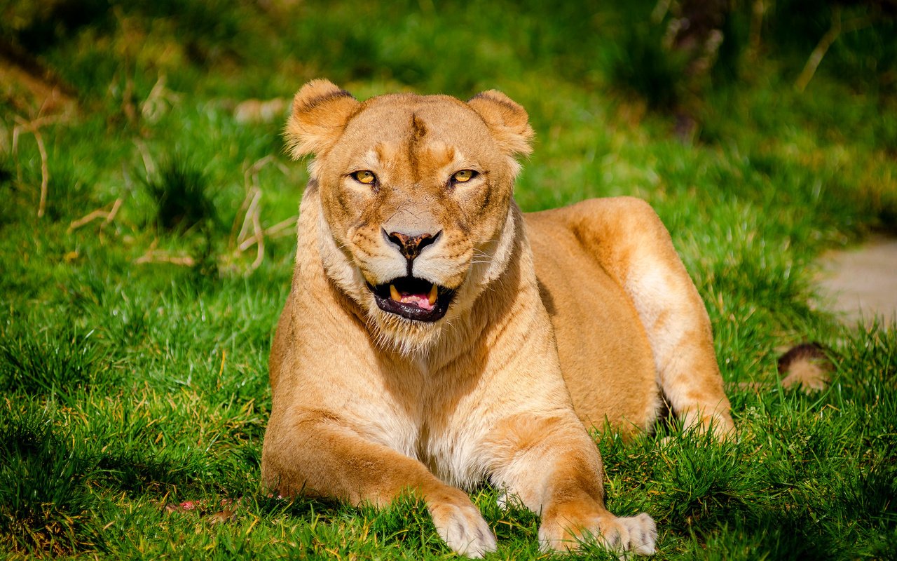 Обои трава, хищник, лев, львица, grass, predator, leo, lioness разрешение 2048x1357 Загрузить