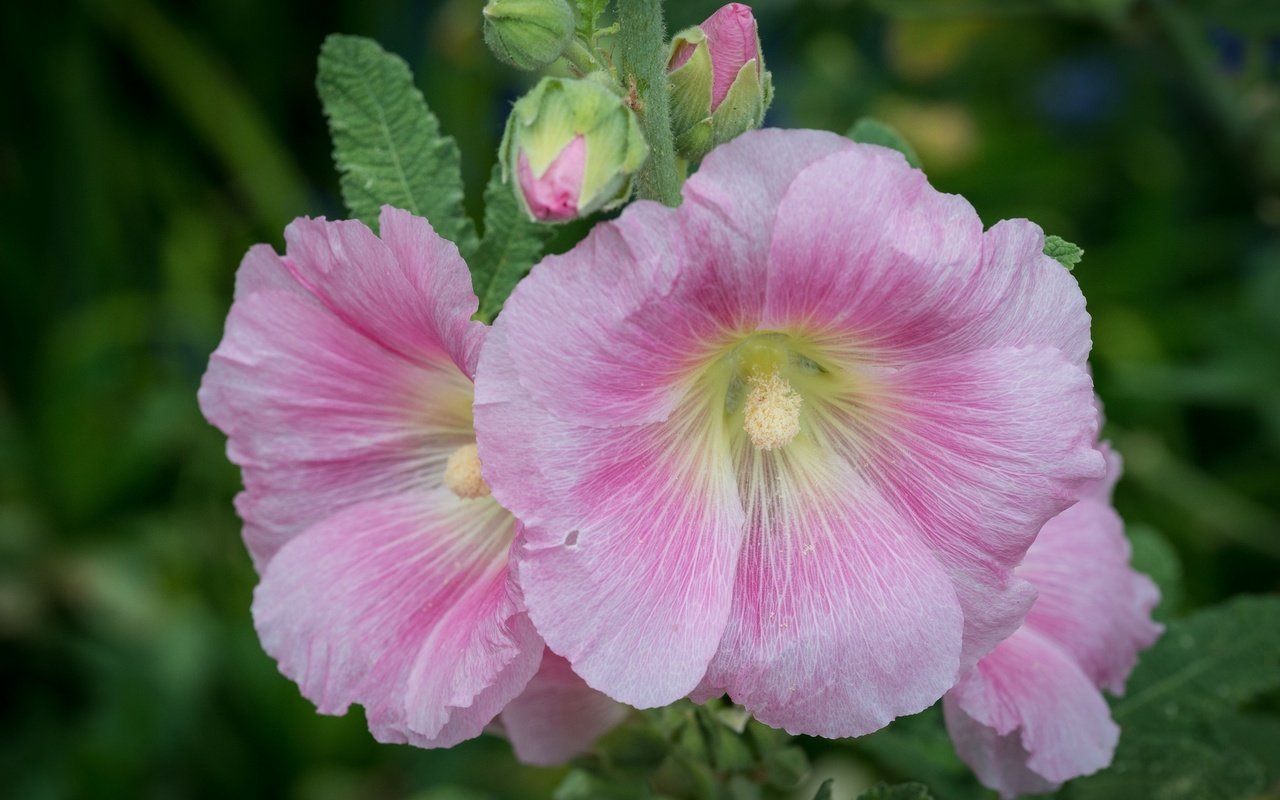 Обои цветы, макро, розовые, мальва, flowers, macro, pink, mallow разрешение 2048x1372 Загрузить