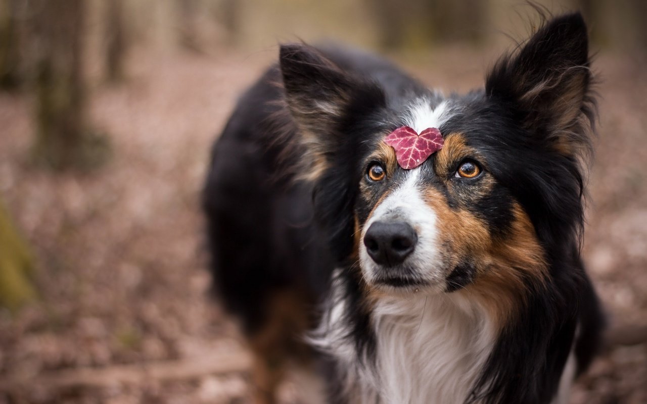 Обои глаза, взгляд, собака, лист, друг, шелти, juliette roux--merveille, eyes, look, dog, sheet, each, sheltie разрешение 2560x1707 Загрузить