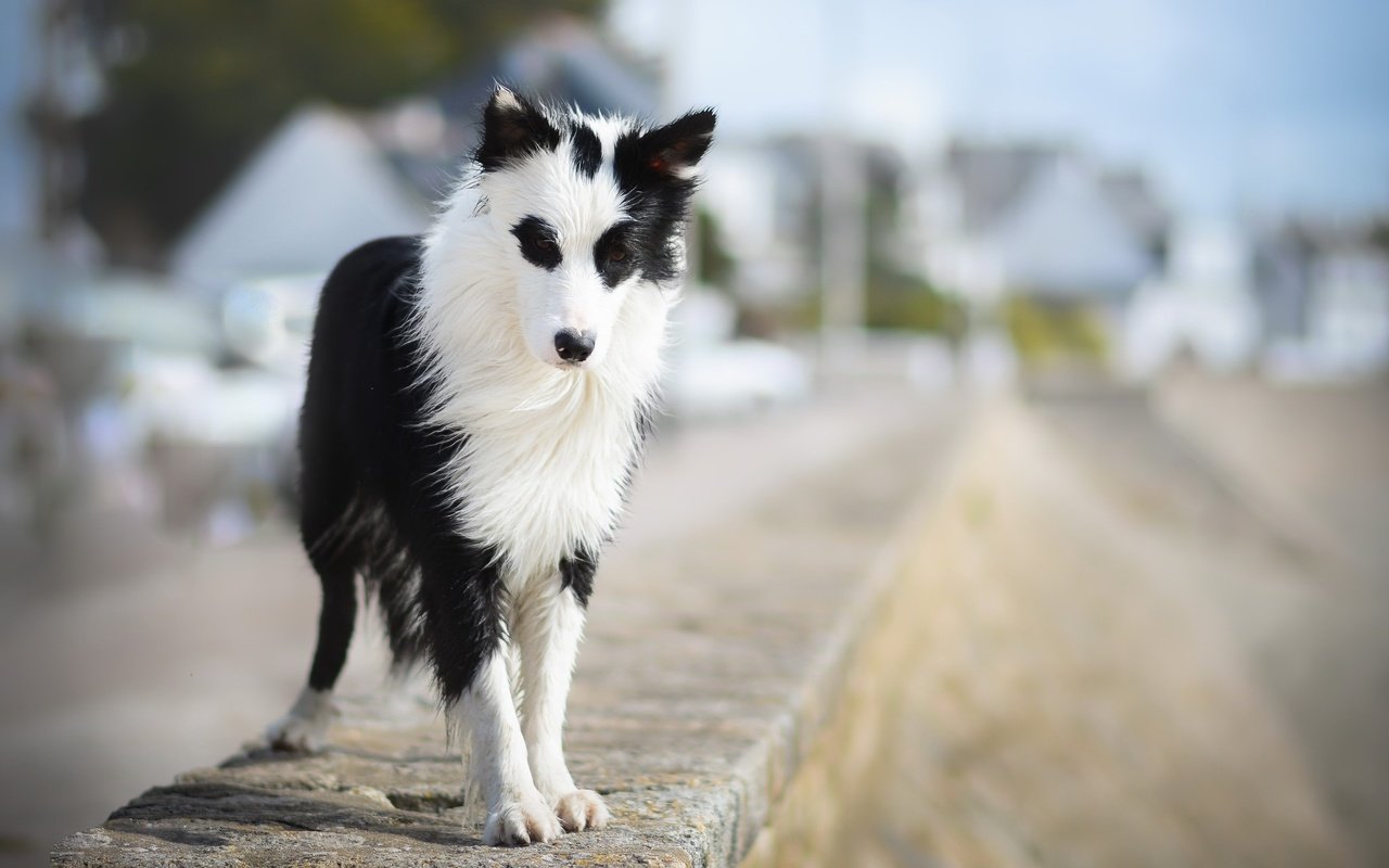 Обои взгляд, собака, друг, бордер-колли, wapi, erell.b, look, dog, each, the border collie разрешение 2047x1306 Загрузить