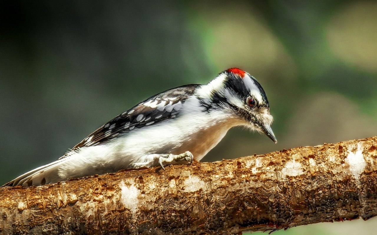 Обои природа, фон, птица, клюв, перья, дятел, nature, background, bird, beak, feathers, woodpecker разрешение 2563x1709 Загрузить