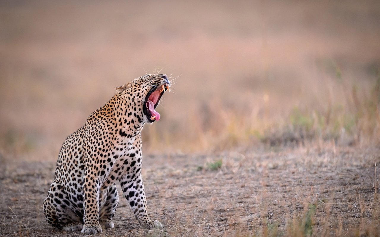 Обои фон, леопард, зубы, язык, пасть, зевает, background, leopard, teeth, language, mouth, yawns разрешение 2500x1664 Загрузить