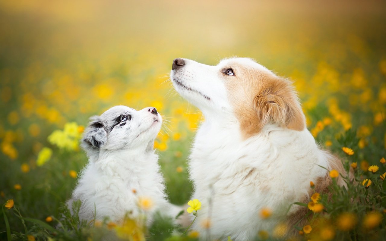 Обои цветы, природа, лето, щенок, собаки, бордер-колли, flowers, nature, summer, puppy, dogs, the border collie разрешение 2048x1365 Загрузить