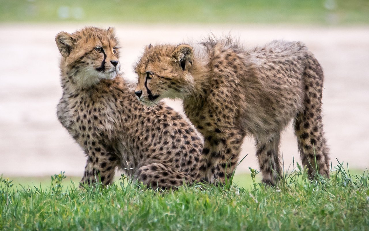 Обои трава, котята, гепарды, детеныши, grass, kittens, cheetahs, cubs разрешение 2048x1365 Загрузить