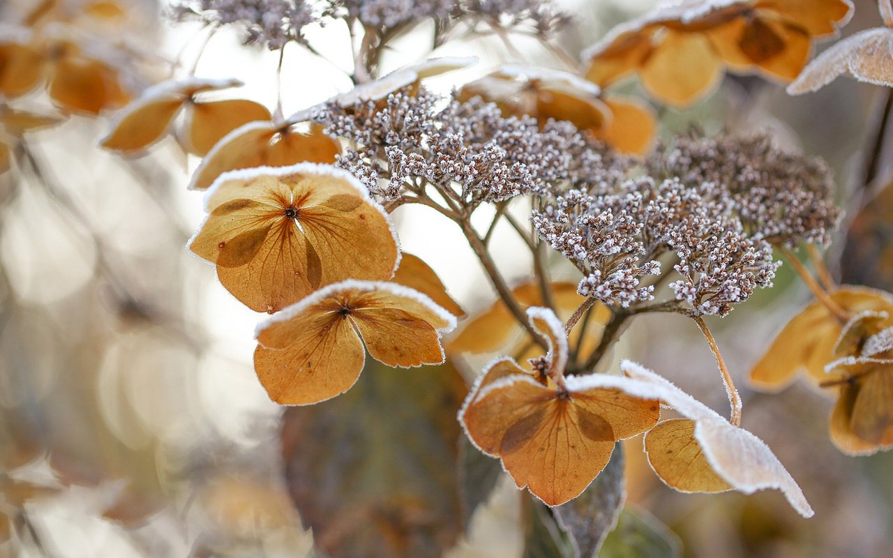 Обои цветы, природа, зима, макро, цветок, мороз, гортензия, flowers, nature, winter, macro, flower, frost, hydrangea разрешение 2048x1366 Загрузить