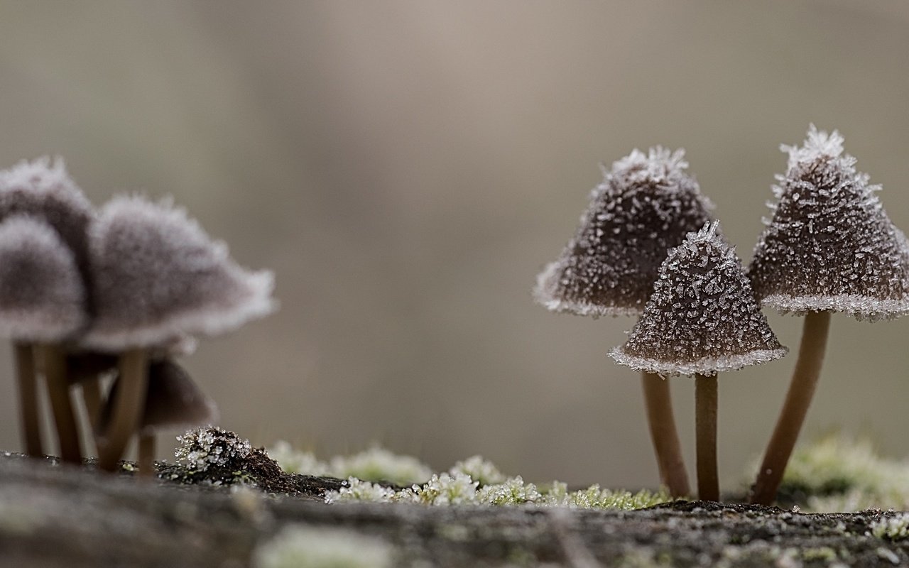 Обои природа, макро, иней, грибы, шляпки, nature, macro, frost, mushrooms, hats разрешение 2560x1440 Загрузить