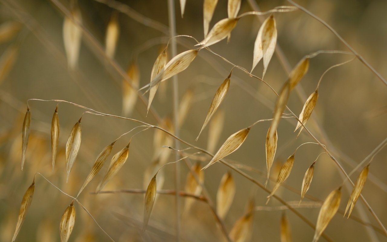 Обои трава, природа, макро, растение, сухая трава, grass, nature, macro, plant, dry grass разрешение 2560x1600 Загрузить