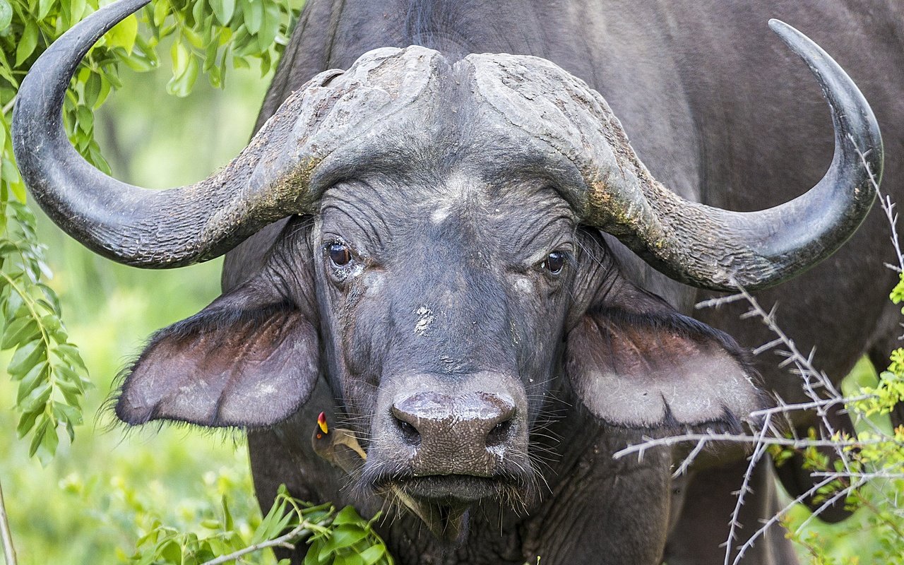 Обои глаза, морда, природа, взгляд, рога, буйвол, eyes, face, nature, look, horns, buffalo разрешение 2048x1463 Загрузить
