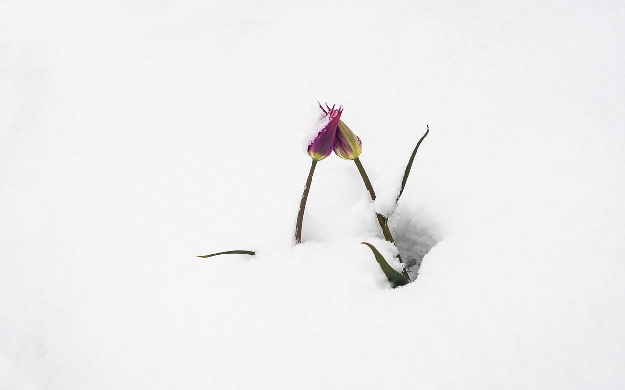 Обои цветы, снег, бутоны, тюльпаны, flowers, snow, buds, tulips разрешение 2048x1300 Загрузить