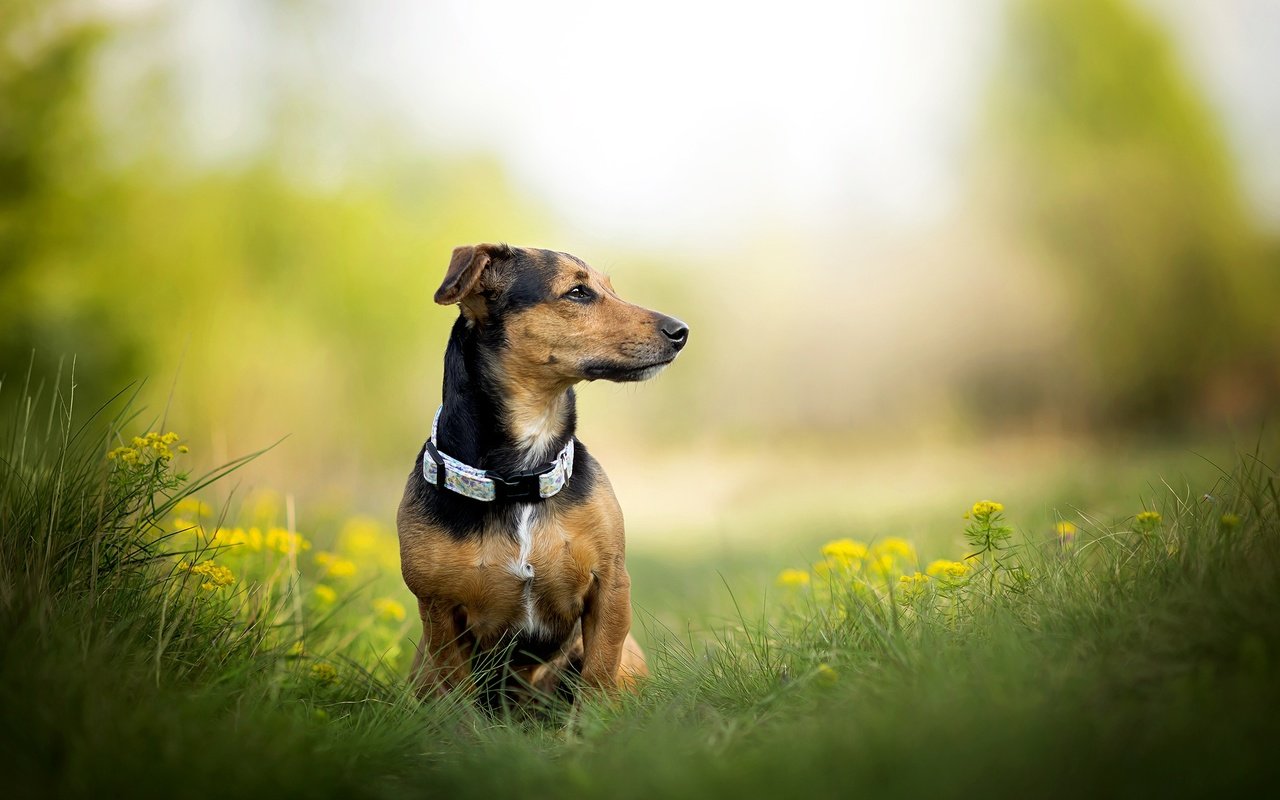 Обои трава, собака, одуванчики, ошейник, такса, фиби, dackelpuppy, grass, dog, dandelions, collar, dachshund, phoebe разрешение 2048x1328 Загрузить