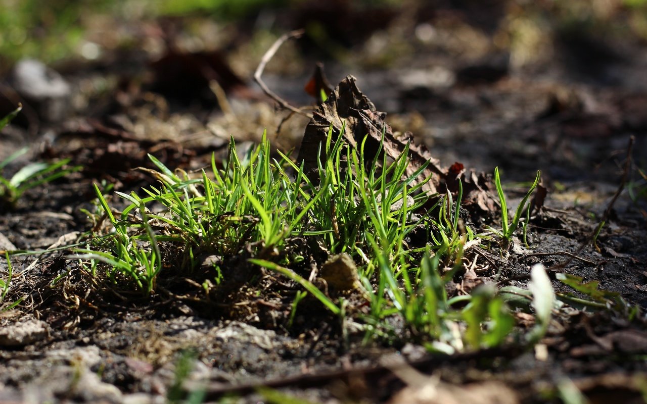 Обои трава, земля, природа, зелень, макро, фон, grass, earth, nature, greens, macro, background разрешение 5184x3456 Загрузить