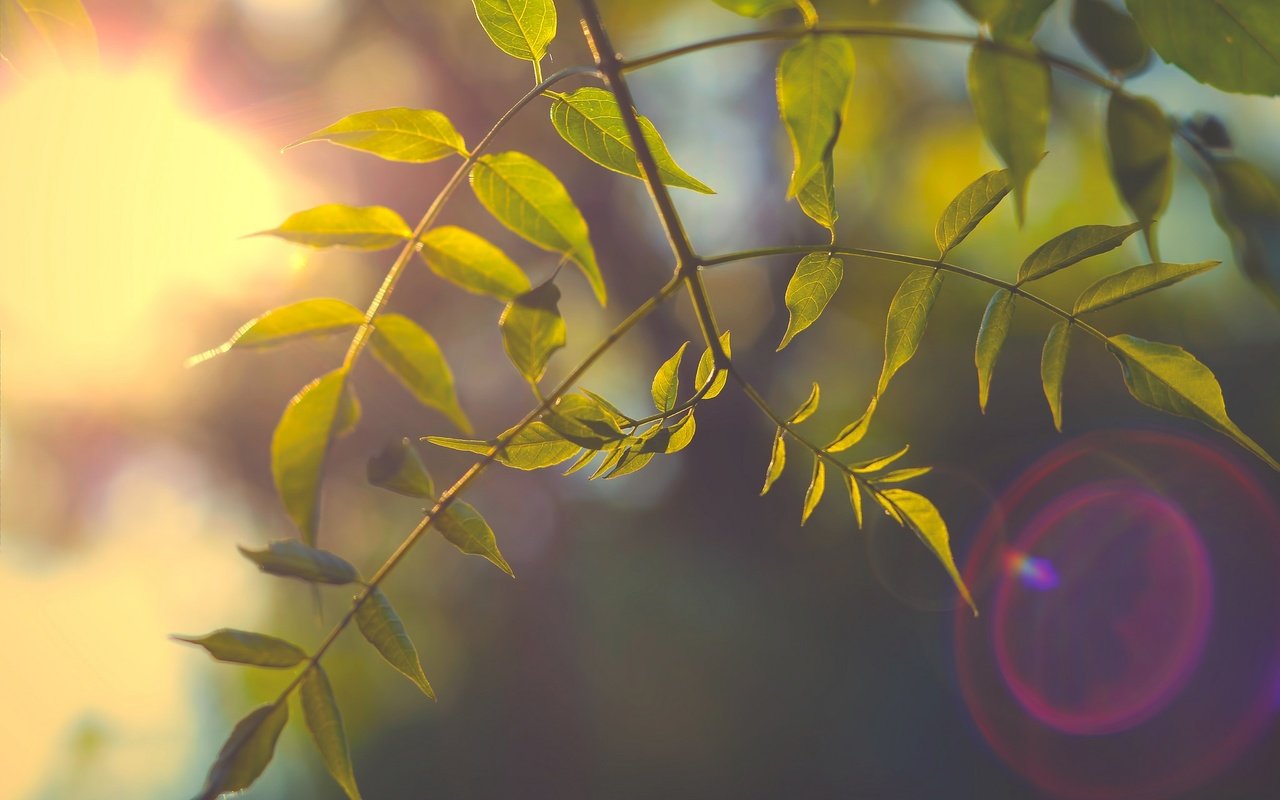 Обои ветка, природа, дерево, листья, фон, лучи света, branch, nature, tree, leaves, background, rays of light разрешение 2048x1356 Загрузить