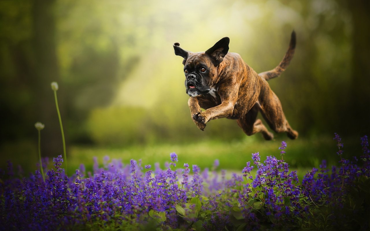 Обои цветы, собака, прыжок, бег, боке, боксер, flowers, dog, jump, running, bokeh, boxer разрешение 2048x1287 Загрузить