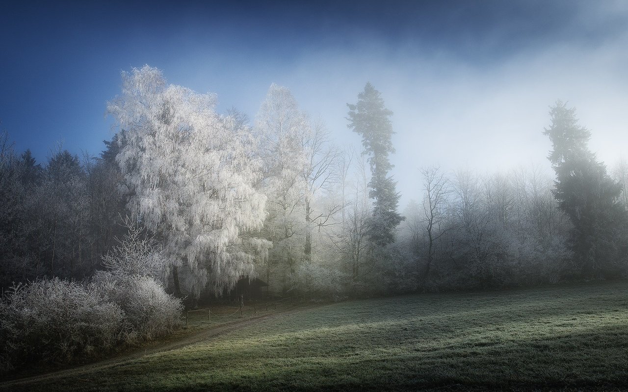 Обои деревья, природа, зима, туман, иней, trees, nature, winter, fog, frost разрешение 1920x1280 Загрузить
