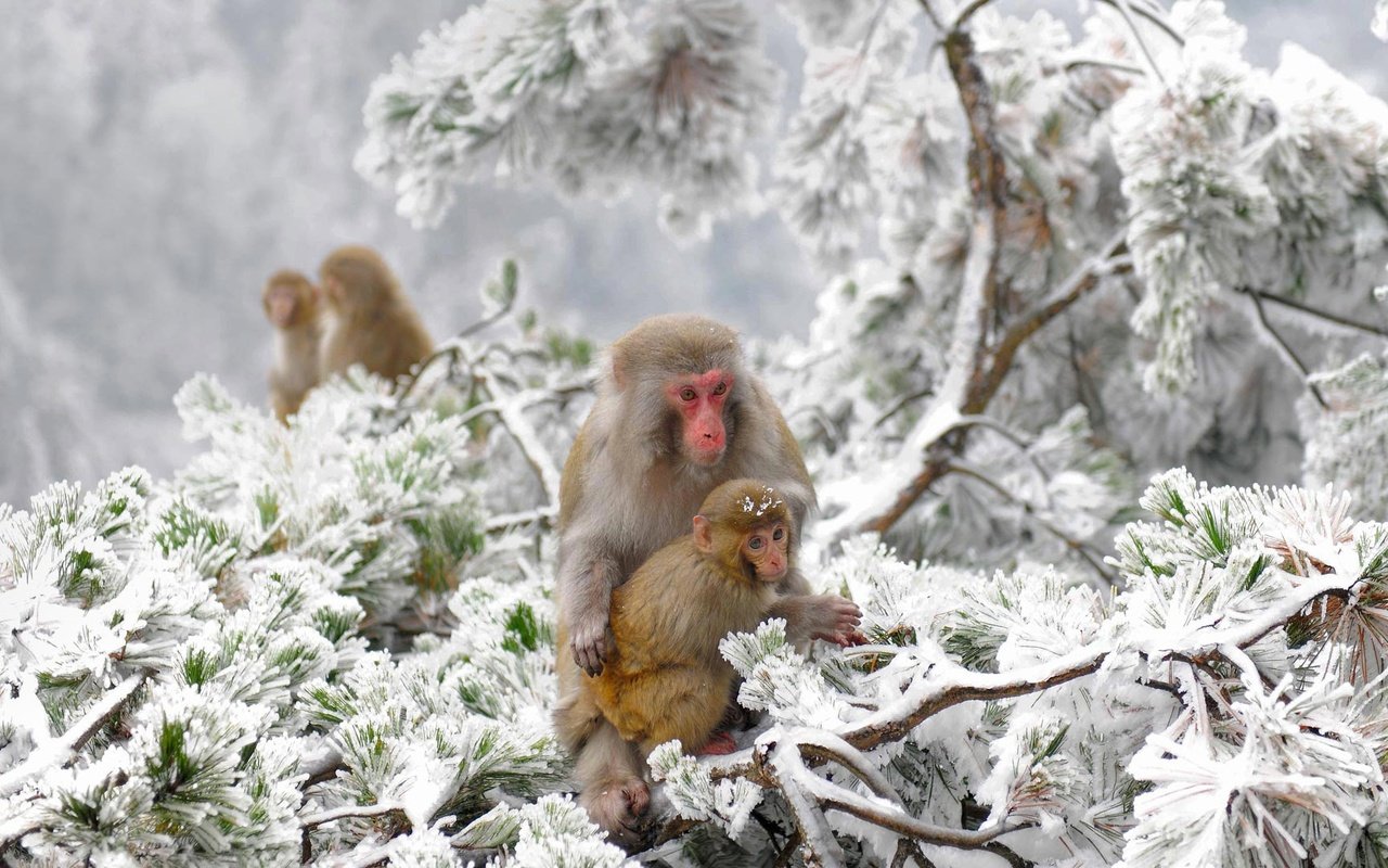 Обои снежные обезьяны, деревья, снег, зима, китай, макаки, заповедник, обезьяны, японский макак, snow monkeys, trees, snow, winter, china, macaques, reserve, monkey, japanese macaques разрешение 1920x1080 Загрузить