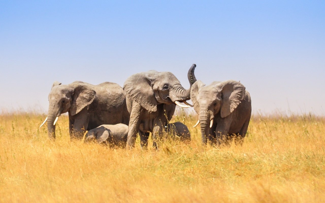 Обои африка, слоны, саванна, слонята, africa, elephants, savannah разрешение 2048x1313 Загрузить