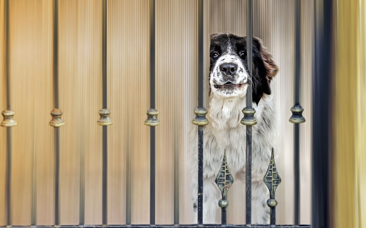 Обои глаза, морда, взгляд, забор, собака, пес, eyes, face, look, the fence, dog разрешение 4000x2748 Загрузить